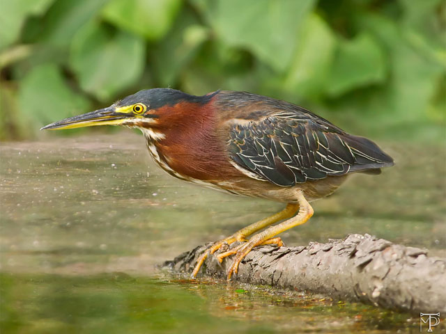 Bird_photography_from_kayak_by Michael_Pyle – Wavewalk® Stable Fishing ...