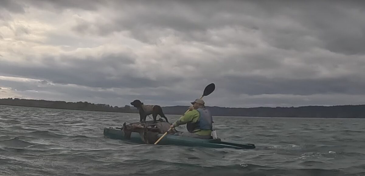 Retriever dog on board W720 duck hunting kayak