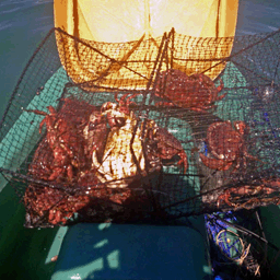 Crabs in a trap on board a fishing kayak