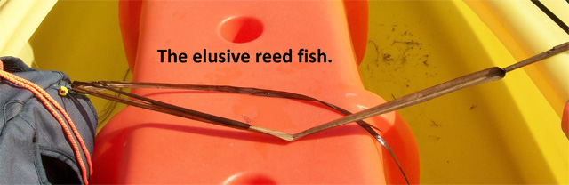 the-elusive-reed-fish