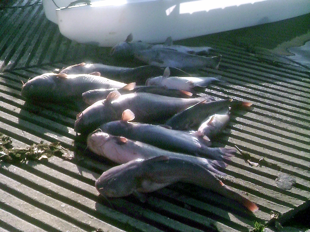 200 lbs of catfish