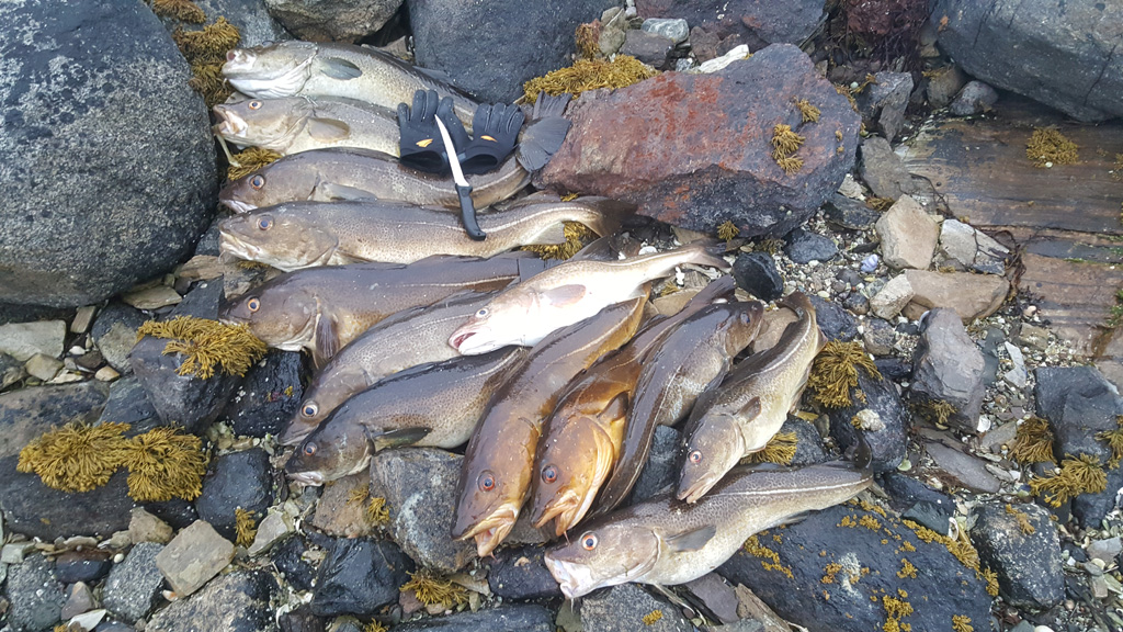 a-lot-of-cod-caught-in-the-fjord