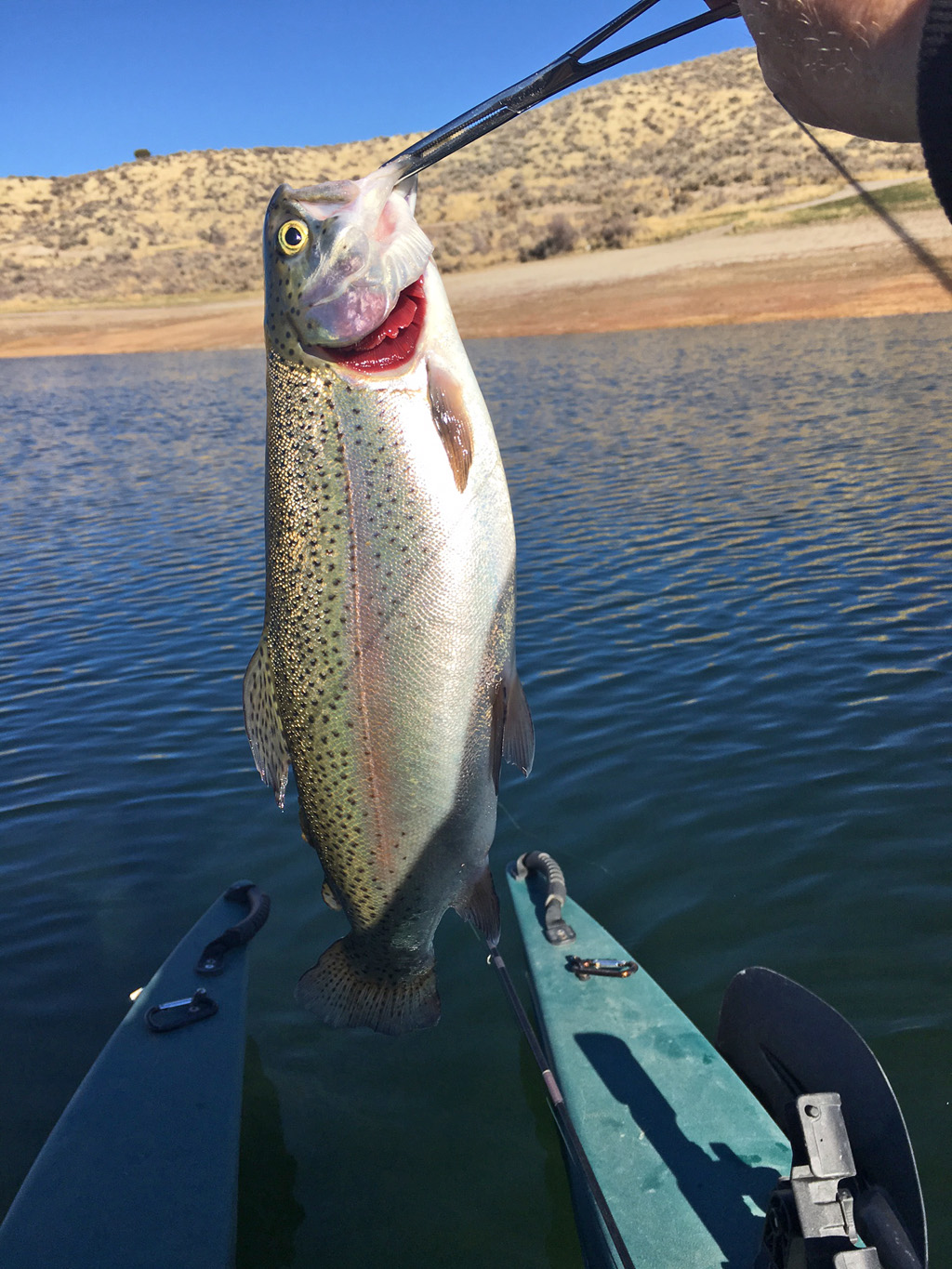 best-trout-of-the-fall