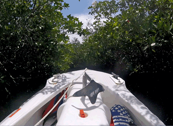 Driving a Wavewalk S4 microskiff in mangrove tunnels