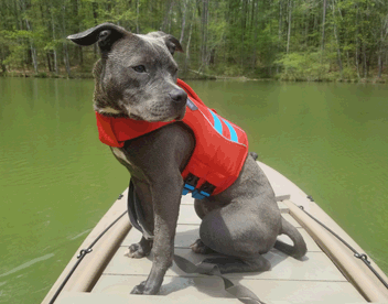 Dog on board a W720 kayak skiff