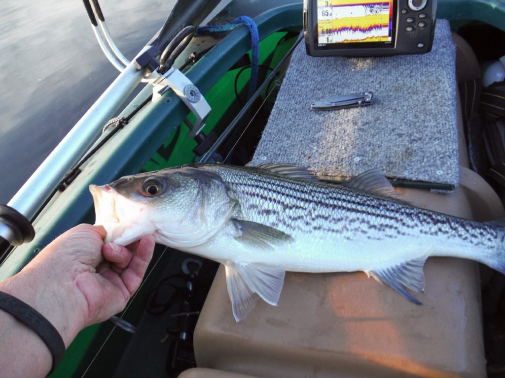 First striper trip in my Wavewalk 700 STABLE KAYAKS AND MICROSKIFFS