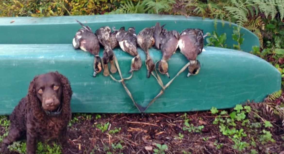 This week’s kayak duck hunting trip STABLE KAYAKS AND MICROSKIFFS