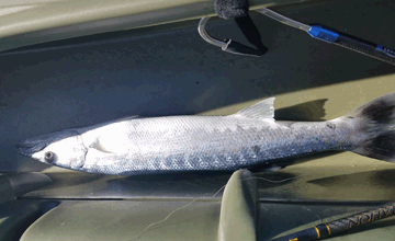 fish at the bottom of an offshore fishing kayak Wavewalk S4