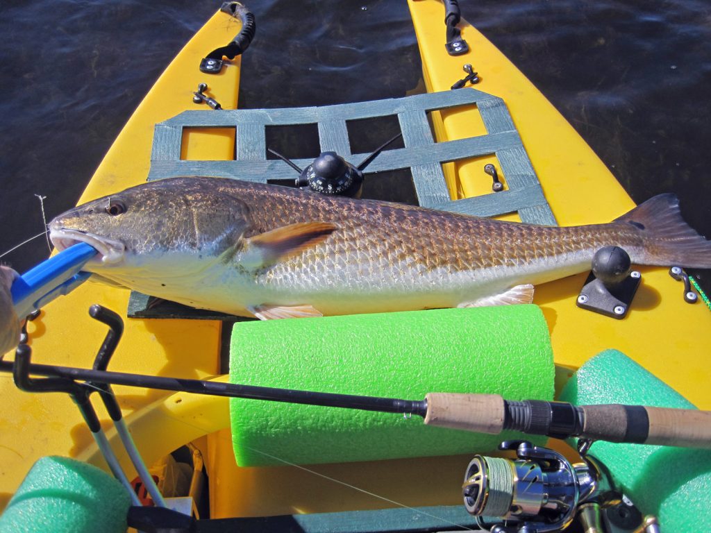 redfish in kayak