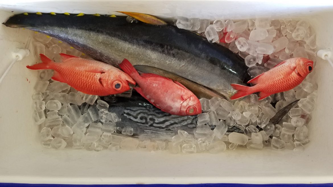 yellow fin tuna and other fish from Hawaii fishing trip in cooler