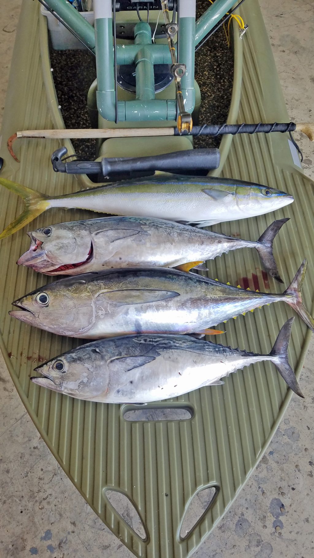 various fish caught on a successful offshore kayak fishing trip in Hawaii