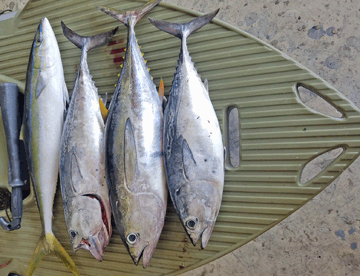 four fish of various species caught on an offshore kayak fishing trip in Hawaii