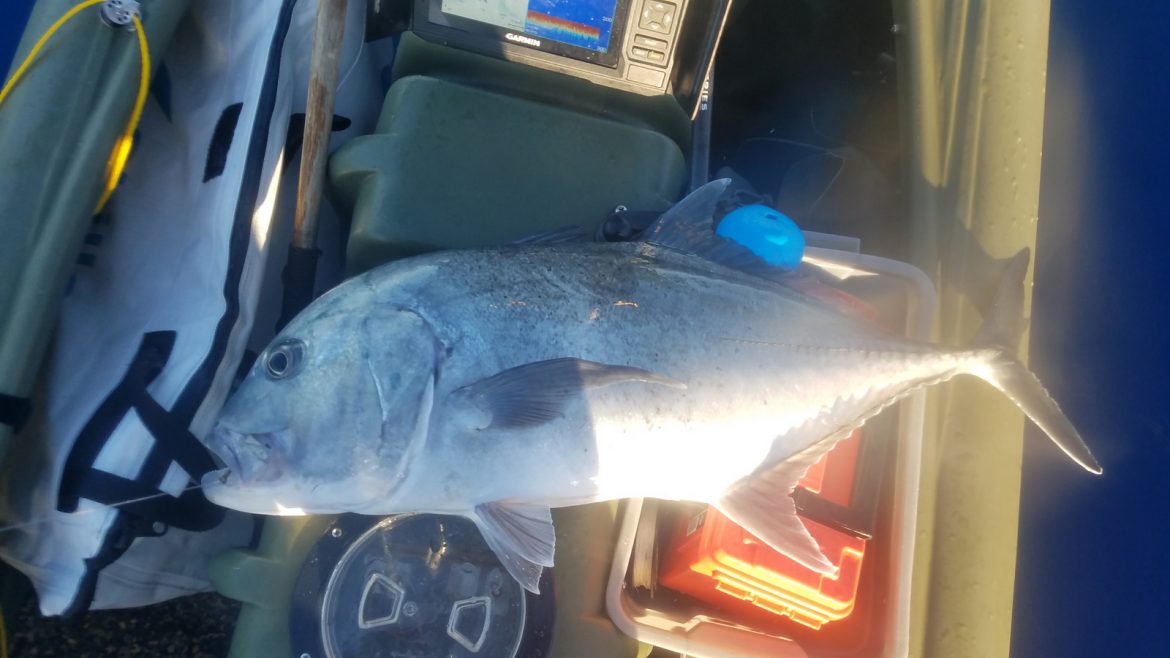 yellowfin tuna caught in motor kayak