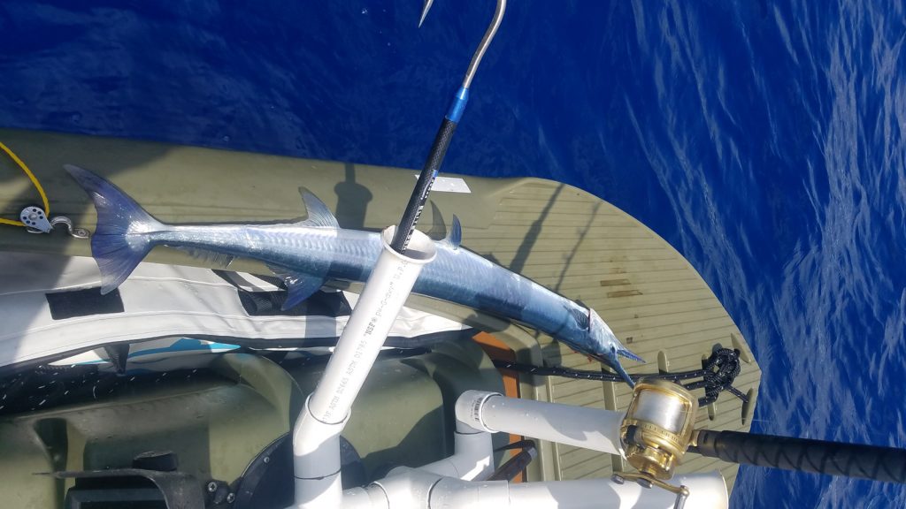 Giant needlefish on deck