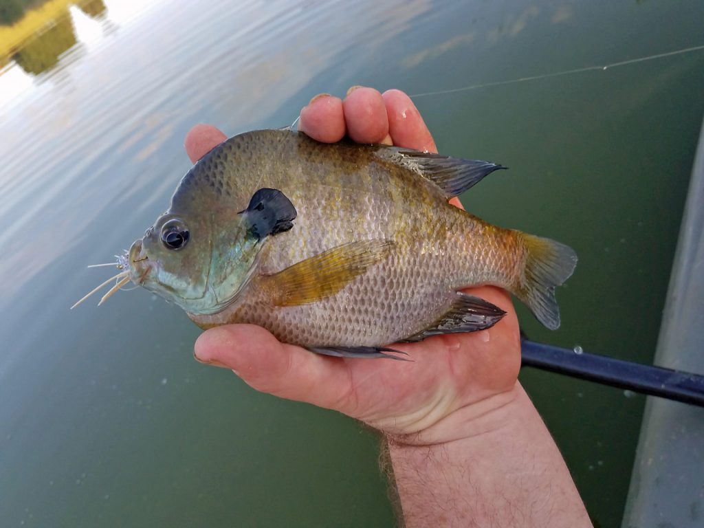 Bluegill