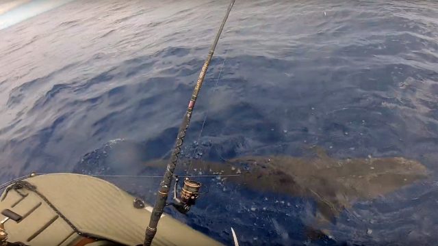 Catching shark from a Wavewalk S4 – STABLE KAYAKS AND MICROSKIFFS MADE ...