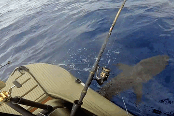 shark fishing in Wavewalk S4 motor kayak - ofshore Hawaii