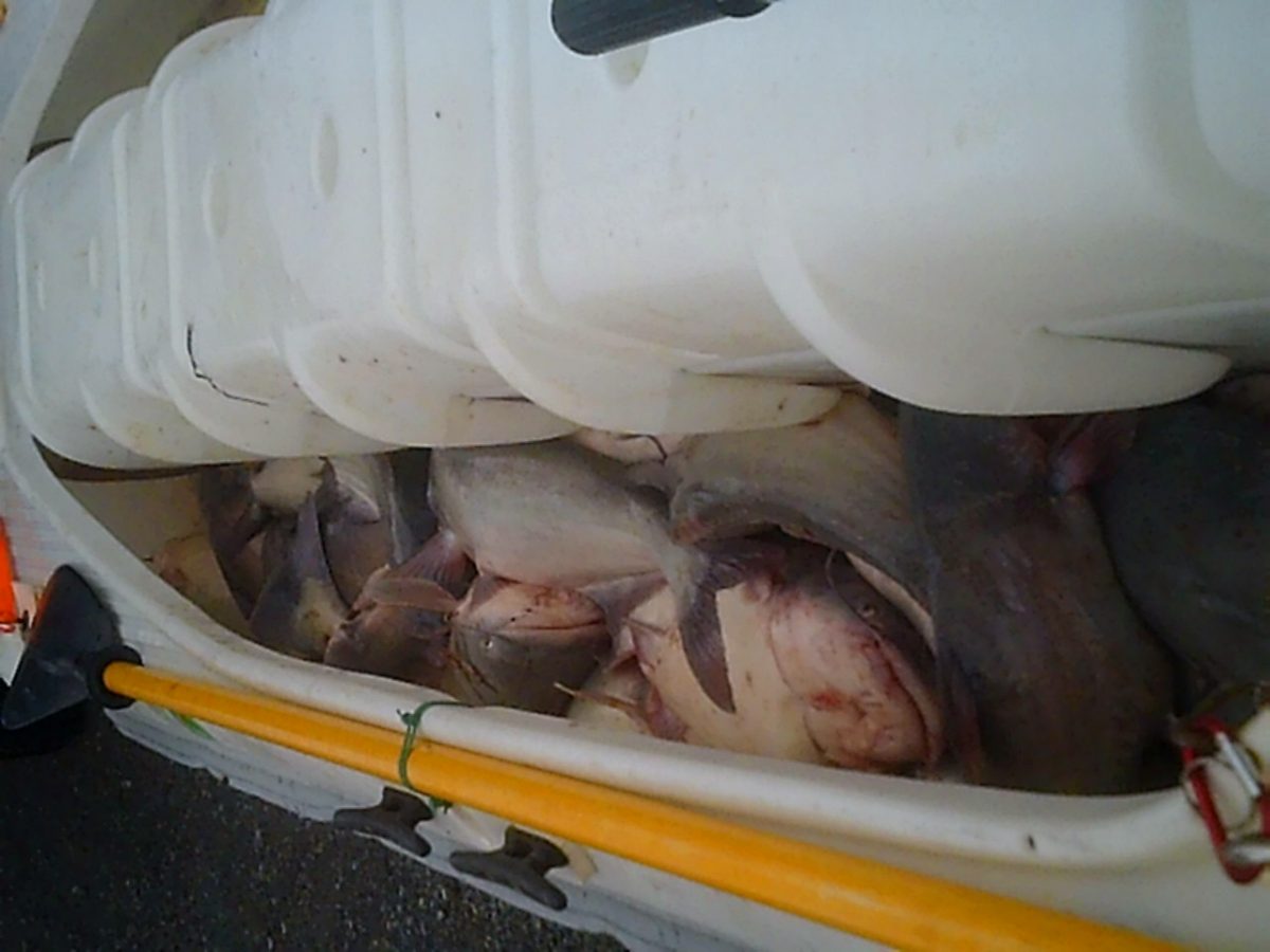 S4 kayak hull filled with 200 lbs of blue catfish