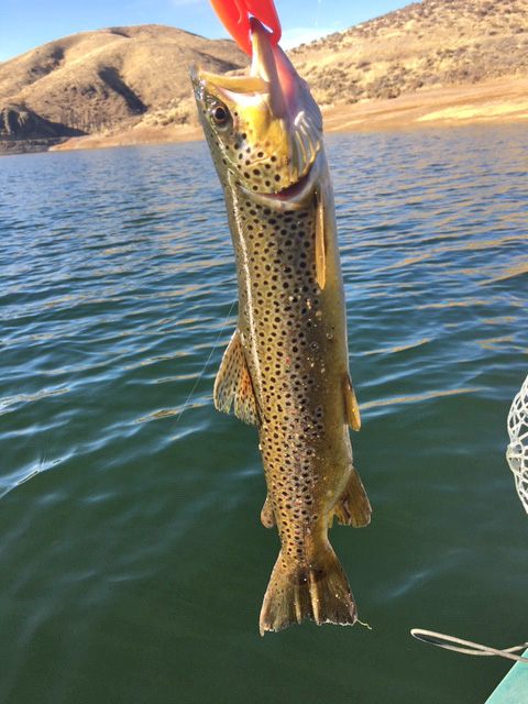 beautiful trout