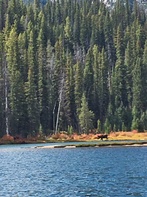 bull moose on the bank