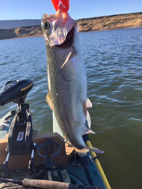 large size trout in kayak fishing trip - Idaho