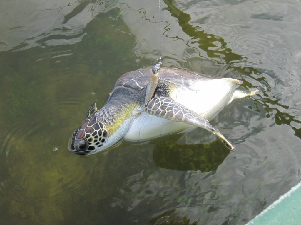 Turtle caught by kayak angler