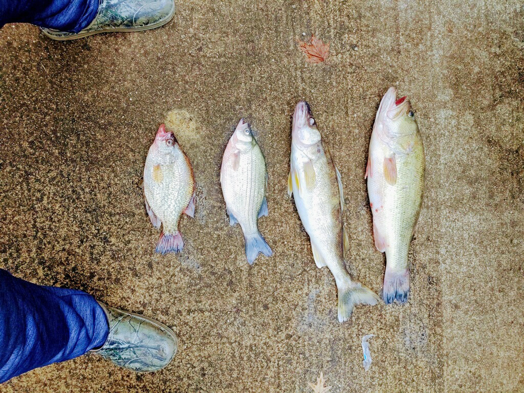 Fish caught on the trip