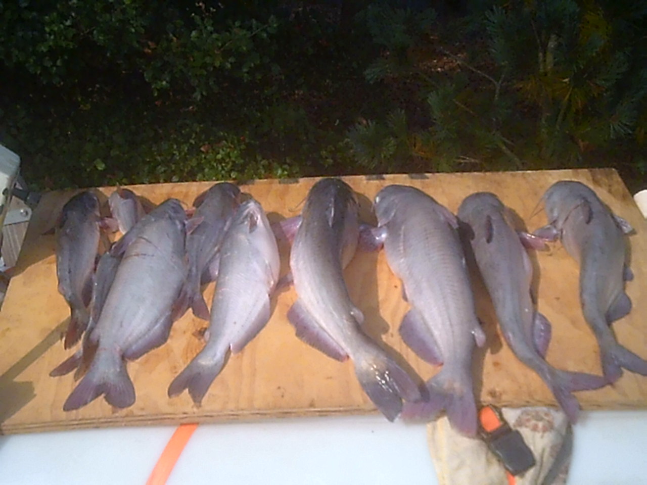 blue catfish caught in the S4 microskiff