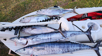 fish caught in Guam