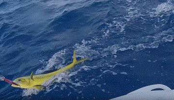 Catching Mahi from S4 Microskiff