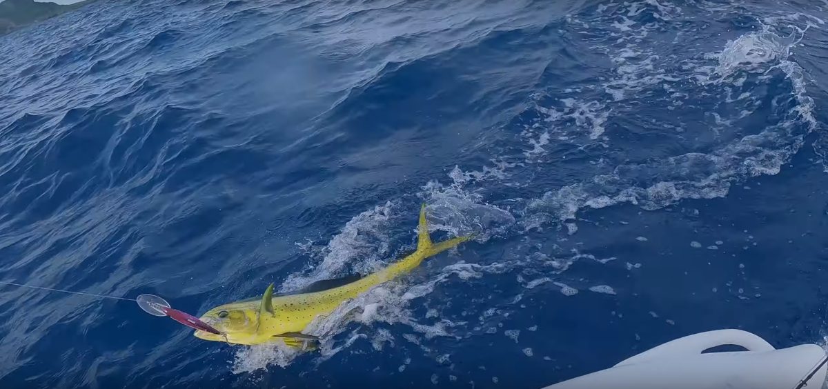 Catching Mahi from my S4 Microskiff, Guam (video)