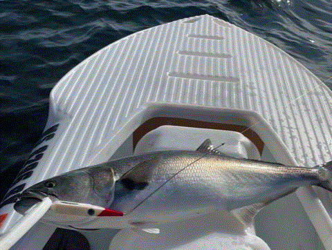 big bluefish in S4 microskiff Cape Cod