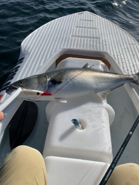 big blue fish caught in S4 microskiff Cape Cod