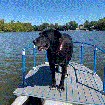 Labrador dog on S4 platform