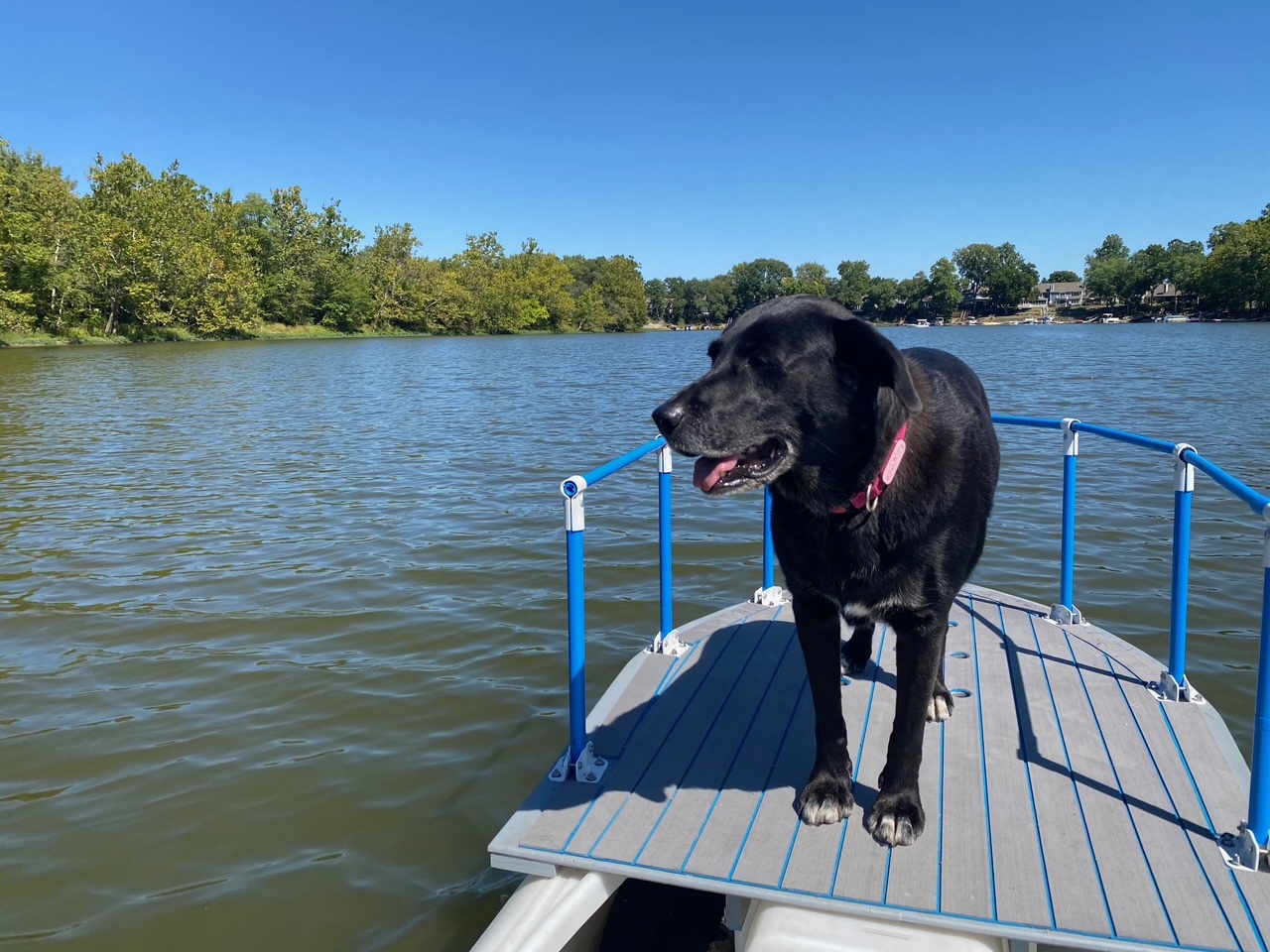 Labrador dog on S4 microskiff dog platform