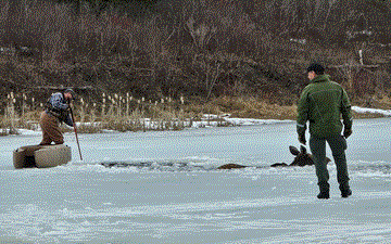 Ice rescue of moose, Manitoba Canada