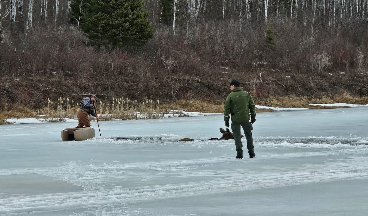 Ice rescue of moose, Manitoba, CA