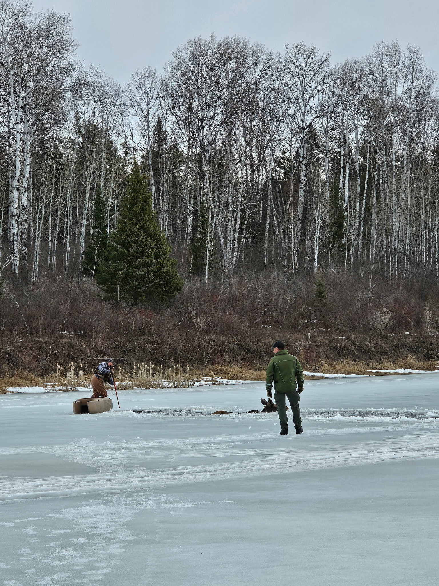 Ice rescue of moose, Manito